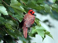 Northern Cardinal
